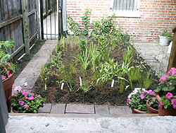 Rain garden in a small city space