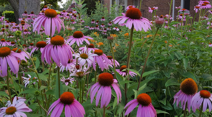 Coneflower in a rain garden