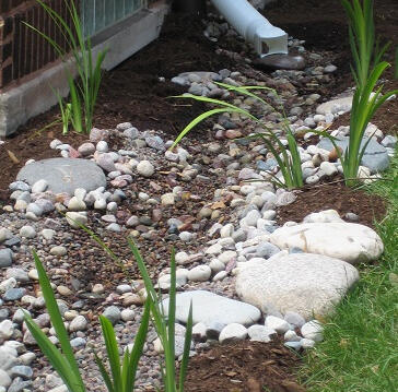 Downspout to rain garden