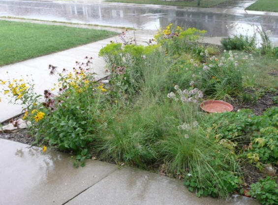 Rain garden in the rain